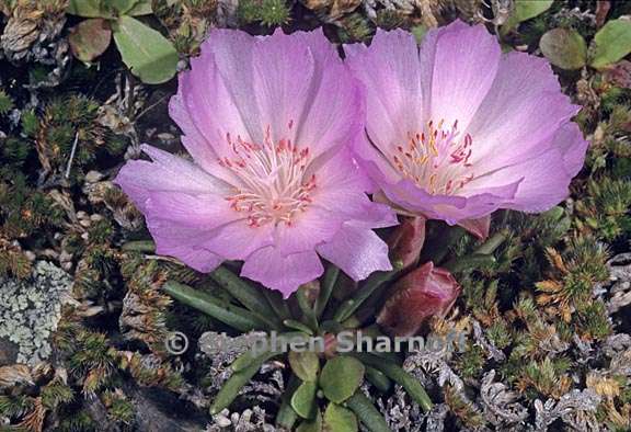 lewisia rediviva 1 graphic